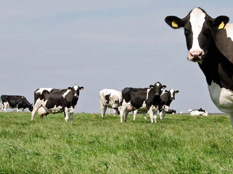 AGRICULTURE, FEED, AND ANIMAL CARE