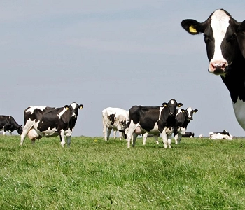 AGRICULTURE, FEED, AND ANIMAL CARE